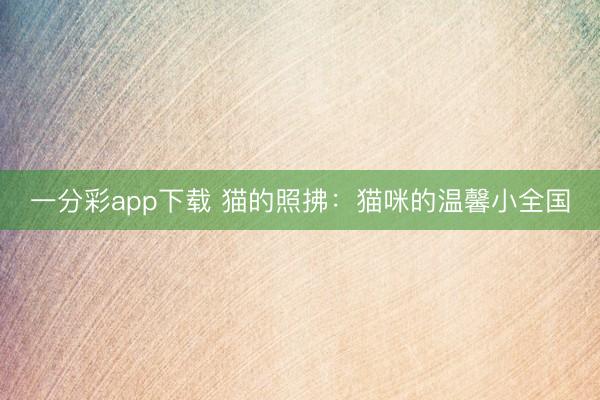 一分彩app下載 貓的照拂:貓咪的溫馨小全國