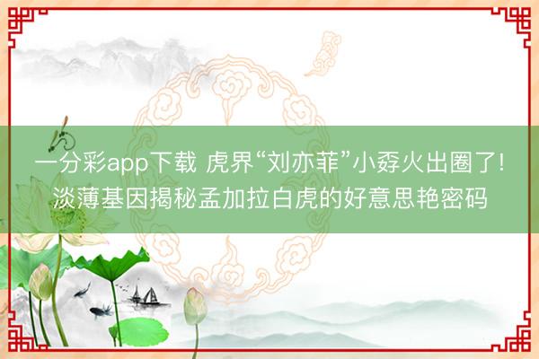 一分彩app下載 虎界“劉亦菲”小孬火出圈了!淡薄基因揭秘孟加拉白虎的好意思艷密碼